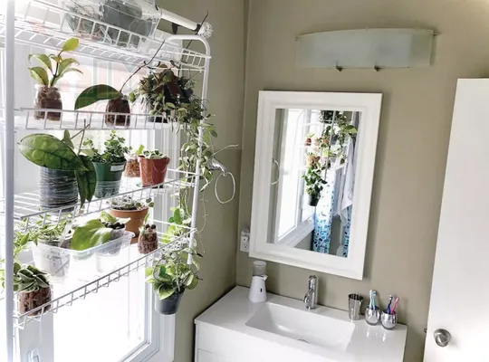 Cuarto de baño con un estante lleno de plantas.